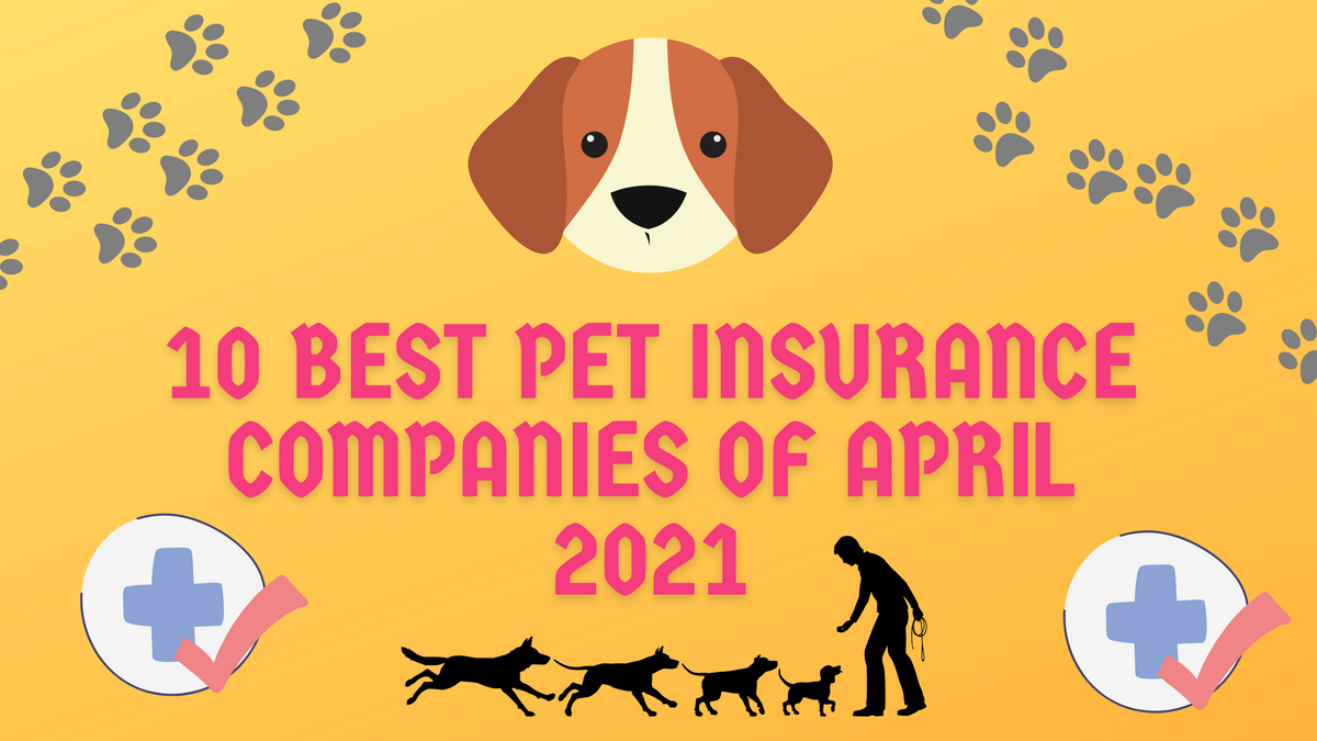 Best Pet Health Insurance of April 2021 Pup Town Spaw LLC