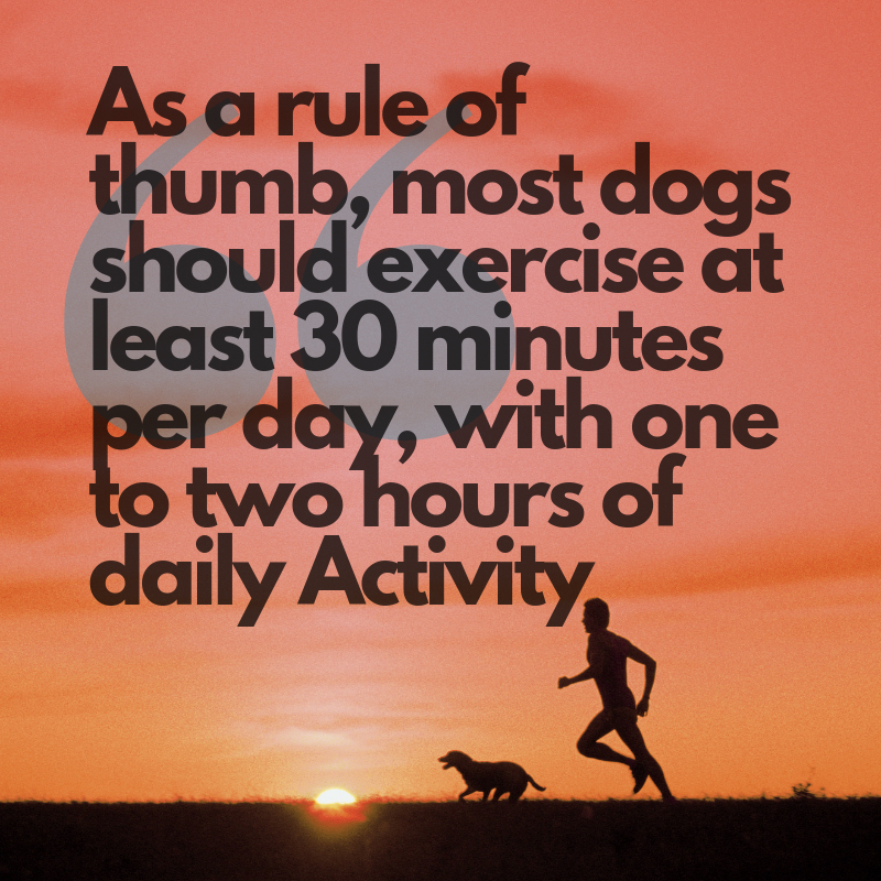 How much Exercise does your dog need?-Pup Town Spaw LLC