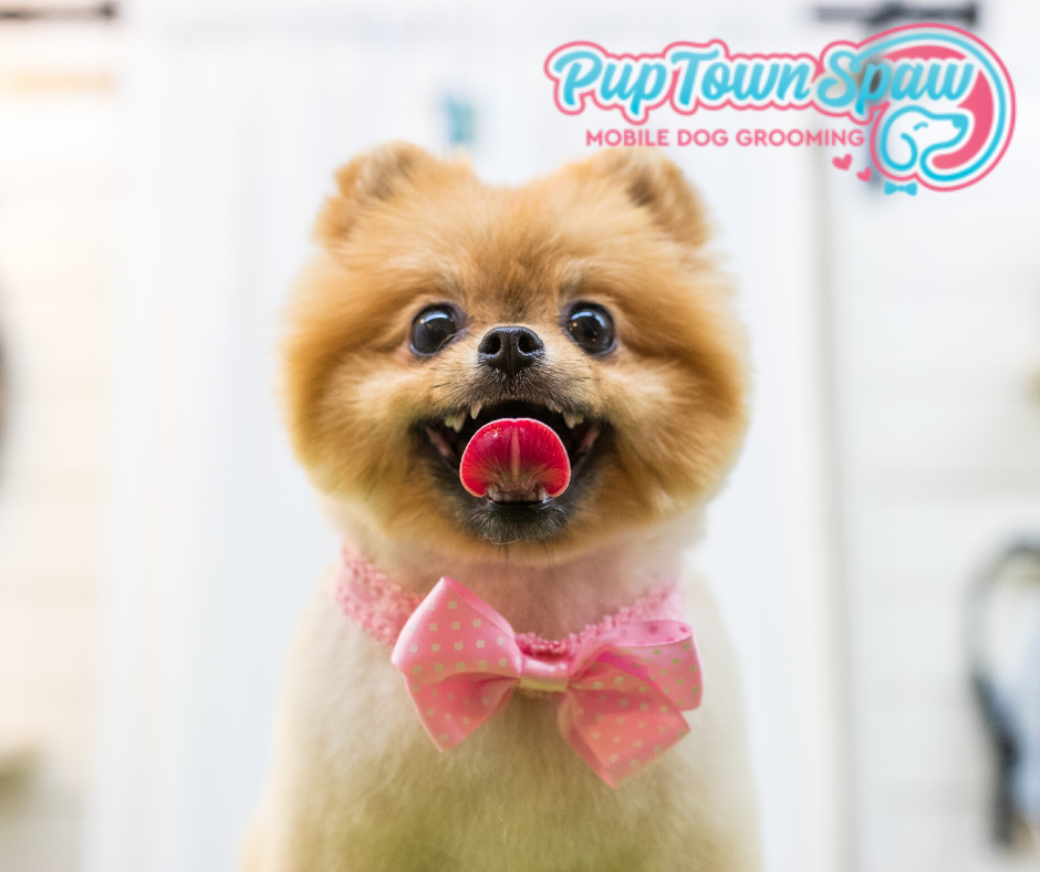 Become A Pet Groomer-Pup Town Spaw LLC