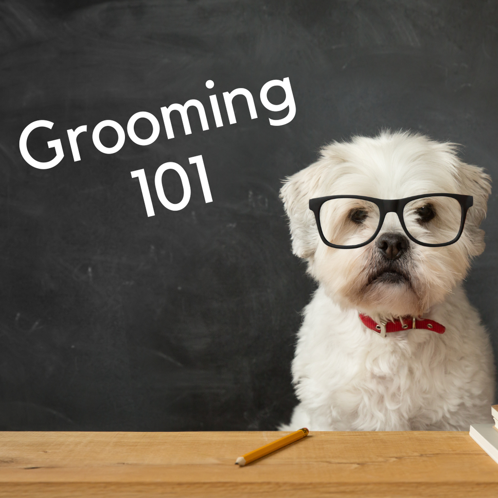 How to become a skilled groomer