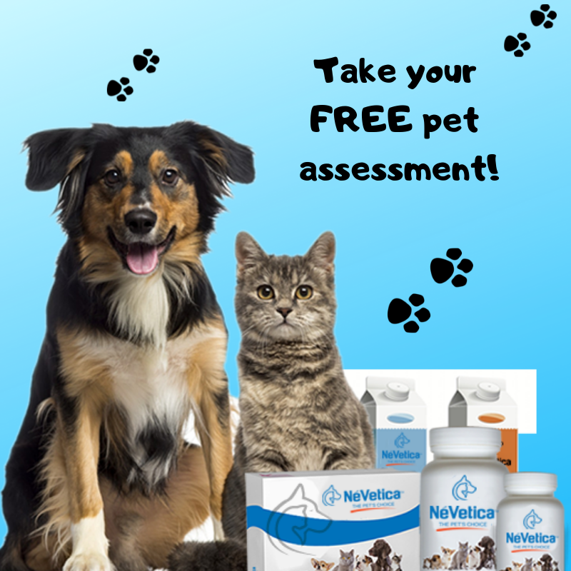 The FREE Pet Assessment?-Pup Town Spaw LLC