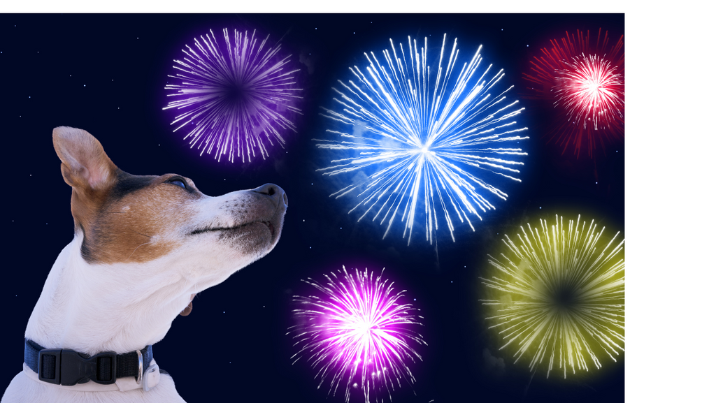 Dogs and the Fourth of July: Ensuring Safety and Comfort