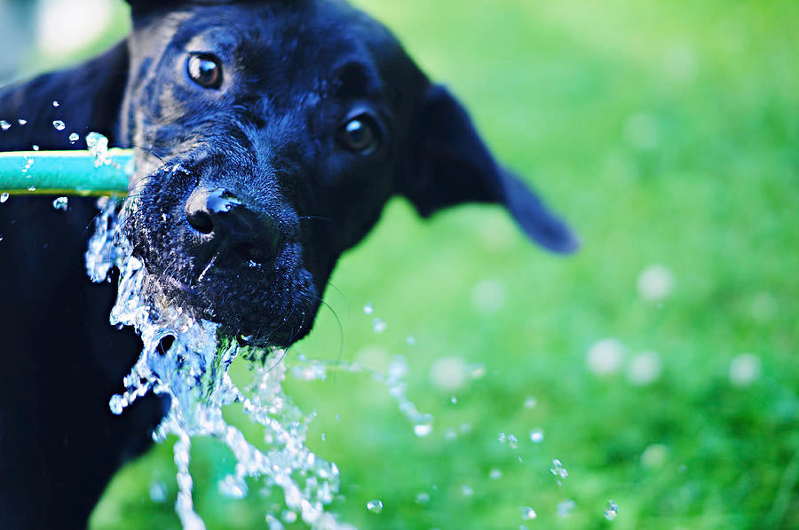 Keeping Your Dog Cool in the San Antonio Summer Heat: Essential Tips and Advice