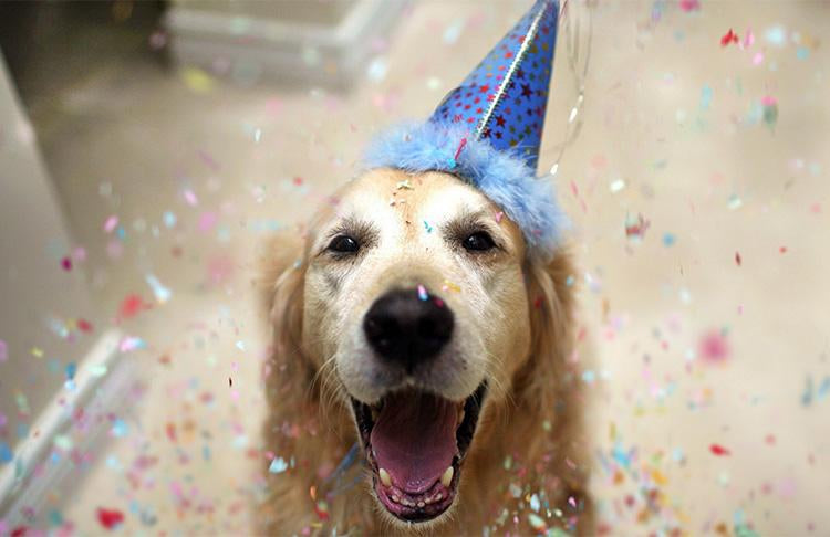 Pet Parties Are Sweeping The Nation-Pup Town Spaw LLC