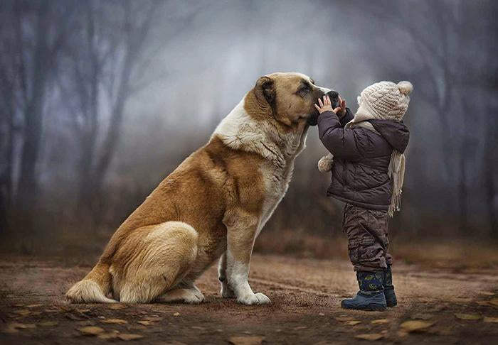 Humans And Dogs: A Tale Of Love-Pup Town Spaw LLC