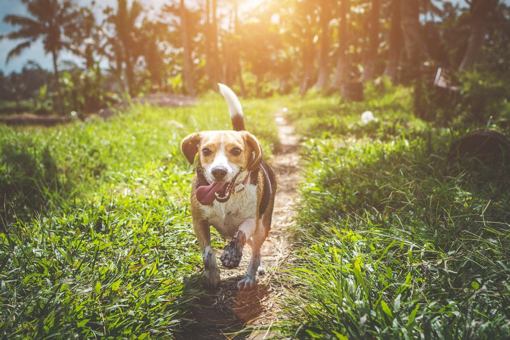 Signs Of Allergies in your pet-Pup Town Spaw LLC
