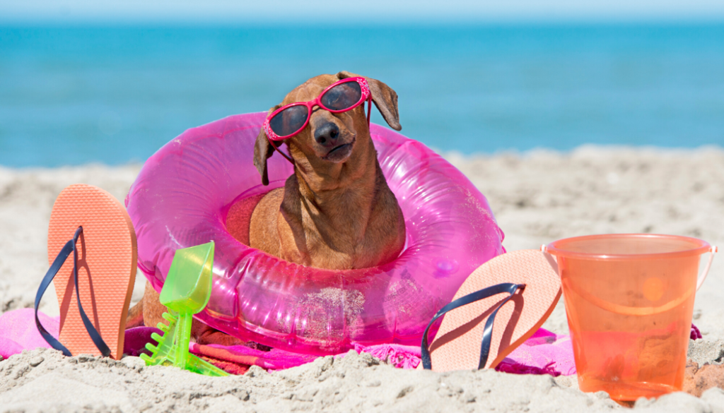It's Summer! Barks, Brushes, and Beaches!