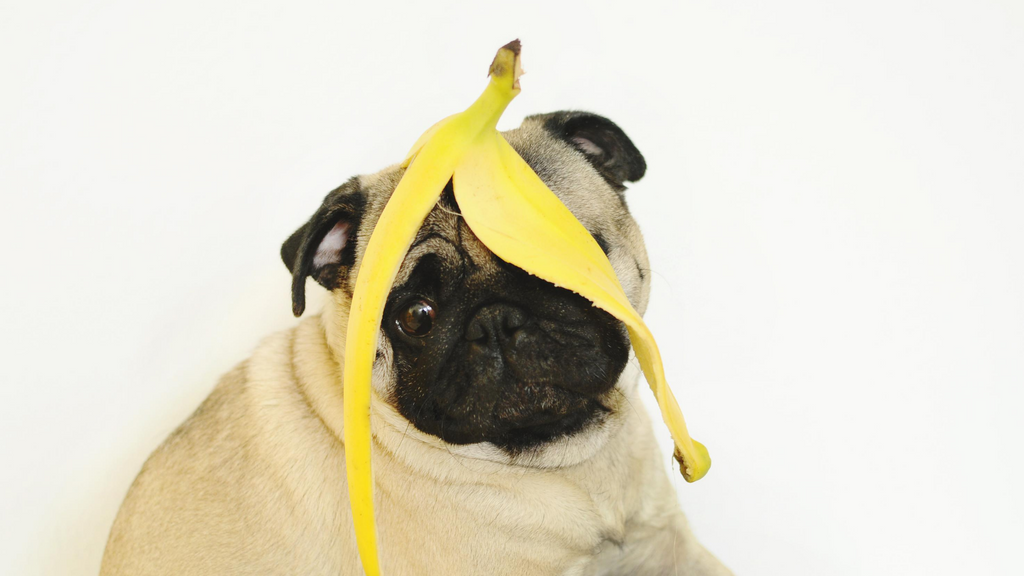 Dogs eating Bananas?