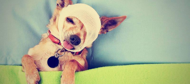 Have You Considered Insurance For Your Pet?-Pup Town Spaw LLC